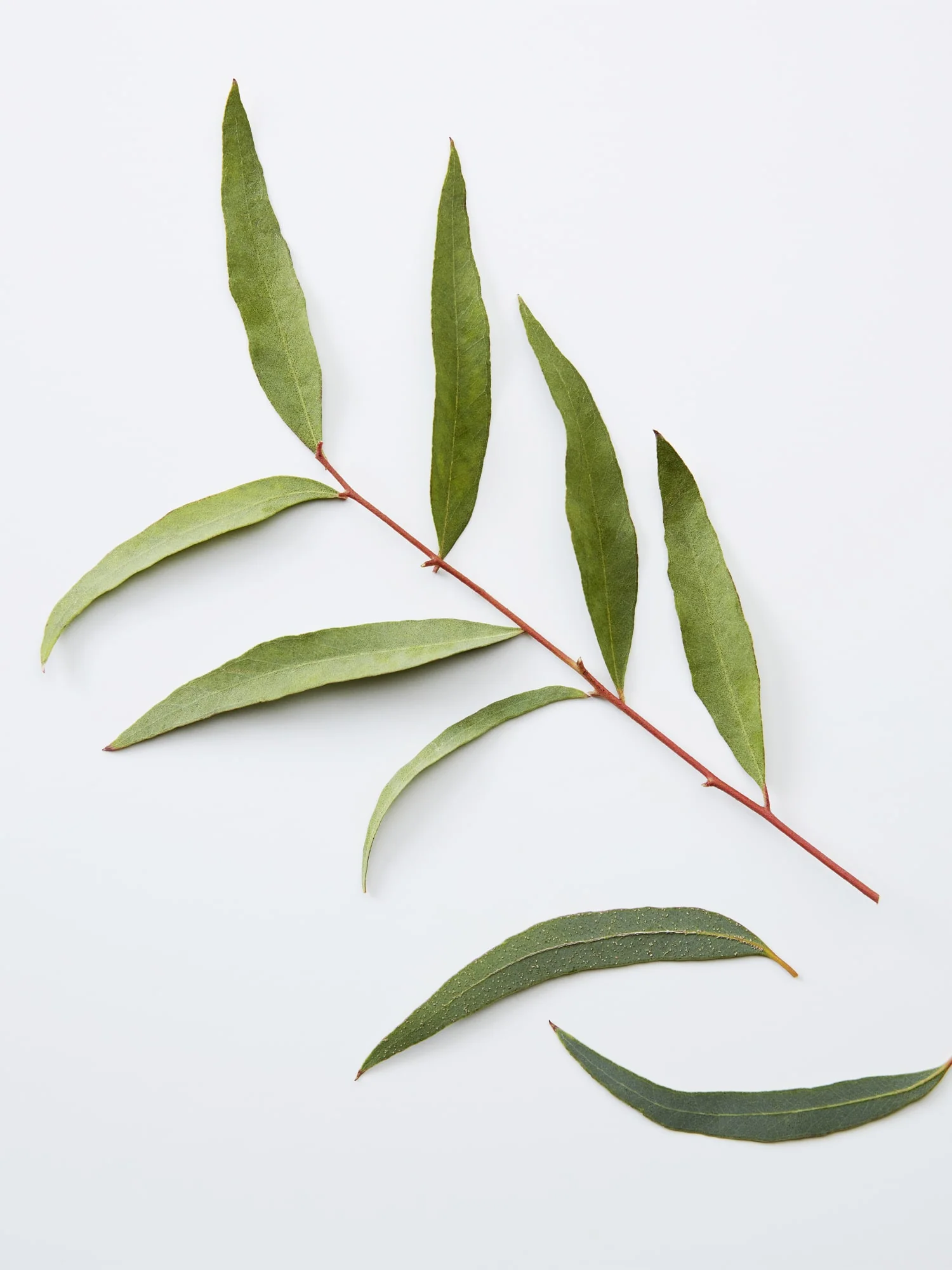 3-IN-1 CHAMOMILE + PINE - Image 8